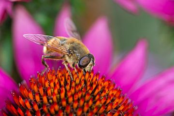 Makro einer Biene auf einem Sonnenhut von ManfredFotos
