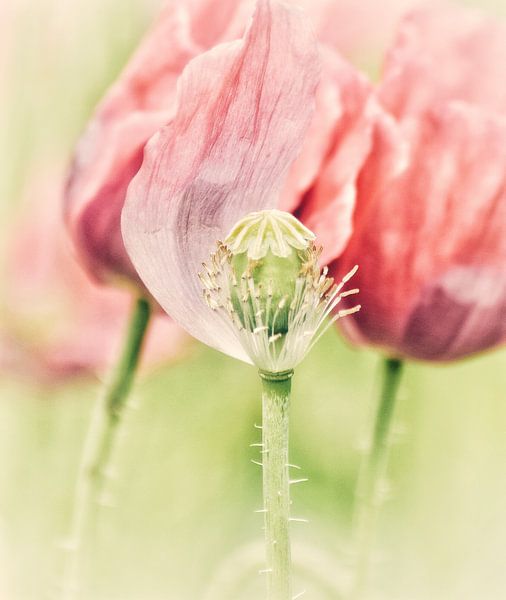 Klaproos by Esther Van Praag