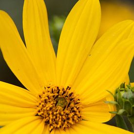 yellow blossom by Laurenz Heymann