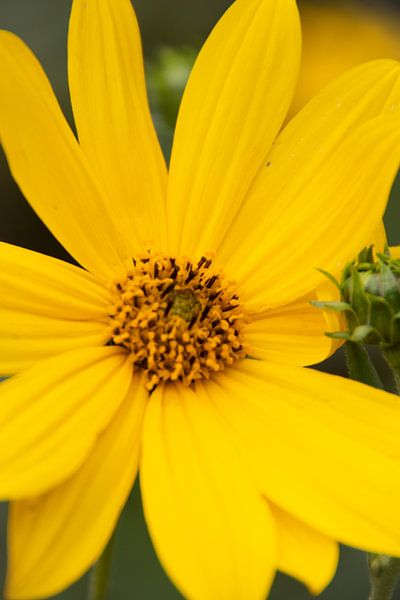 Gelbe Blüte von Laurenz Heymann