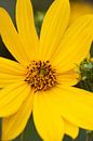 Gelbe Blüte von Laurenz Heymann Miniaturansicht