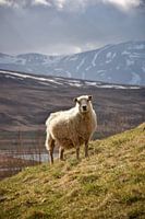 A sheep in the Icelandic mountains