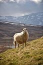 A sheep in the Icelandic mountains by Elisa in Iceland thumbnail