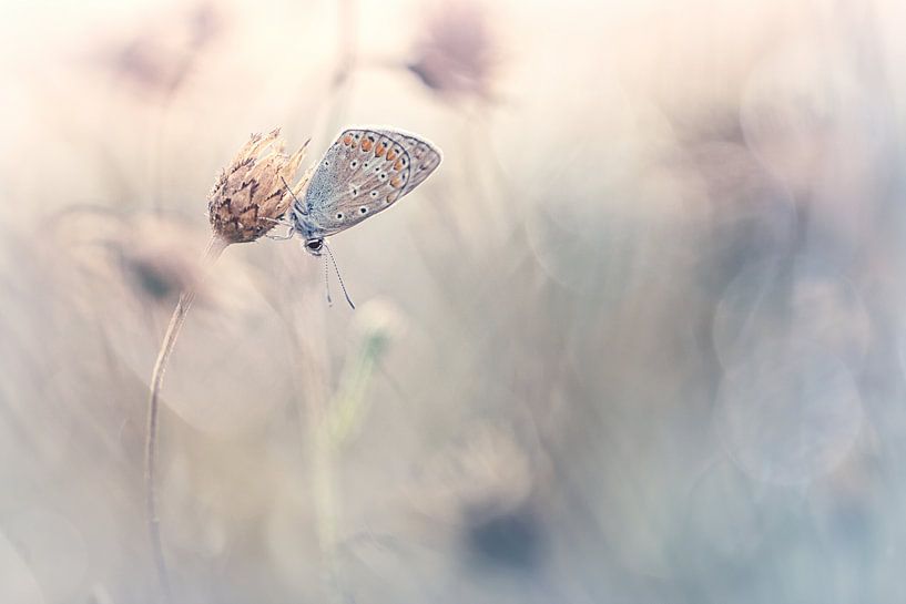 Beauty of dreams par Bob Daalder