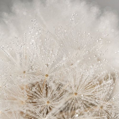 From abstraction to detail: Drops on a Dandelion by Marjolijn van den Berg