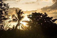 Ceram - Palm tree