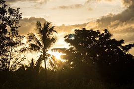 Keramik - Palme von Maurice Weststrate