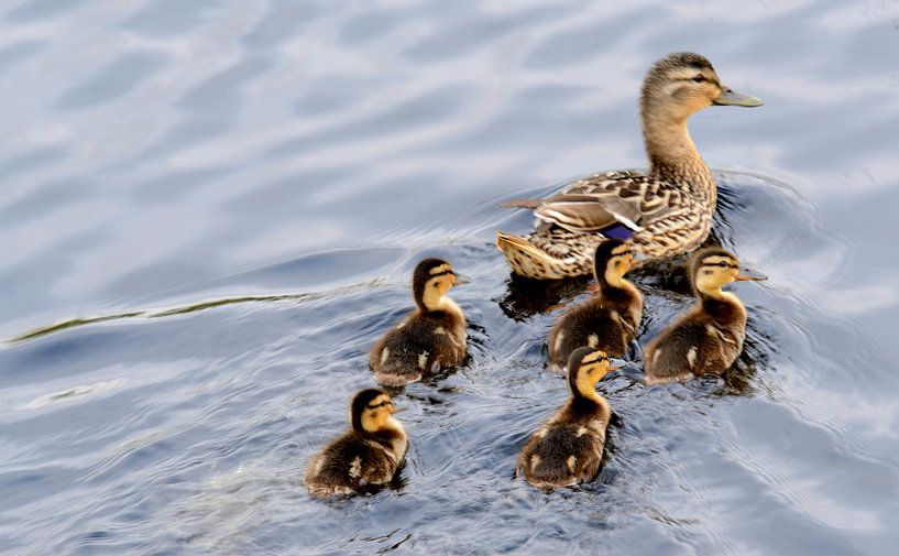 moedereend met kuikens by Petra De Jonge