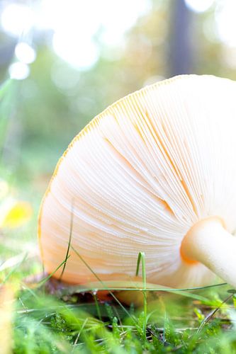 The fallen mushroom