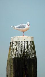  Möwe aud Meerpaal von Kees Rustenhoven