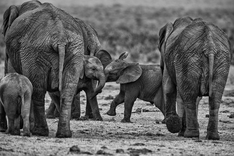 Playtime par Senten-Images Carlo Senten