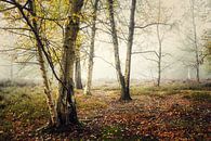 Silver birches on the heath by Rik Verslype thumbnail