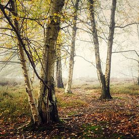 Silver birches on the heath by Rik Verslype