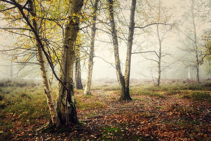 Silver birches on the heath by Rik Verslype