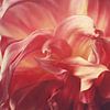 close up dahlia van Els Fonteine