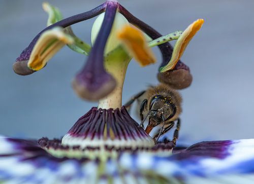 Bij op passiebloem