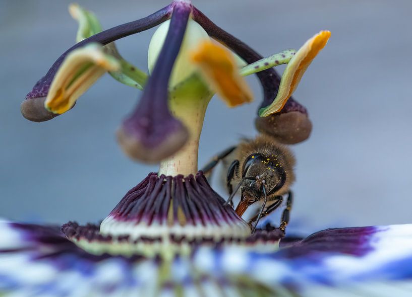 Biene auf Passionsblume von Lies Bakker