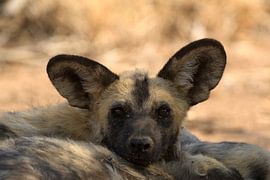Wild dogs by Storms Brigitte