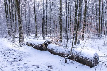 winter in het waerderhout bos 8