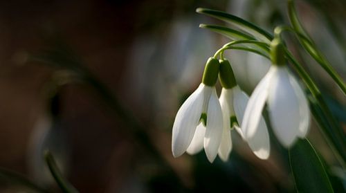 Perce-neige
