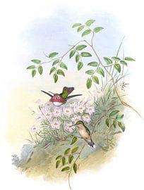 Satellite mexicain, John Gould