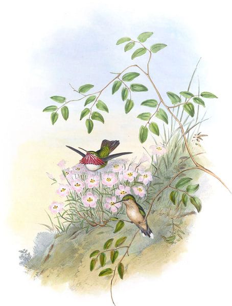 Mexican Satellite, John Gould by Hummingbirds