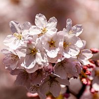 Blüte