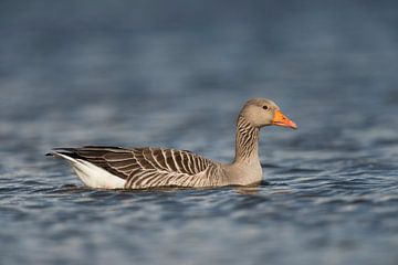 Greylag Goose ( Anser anser ), one adult, swims close by, on blue waters, detailed side view, looks  van wunderbare Erde