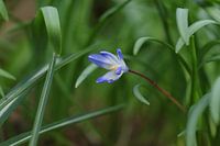 Blue flower in greenery