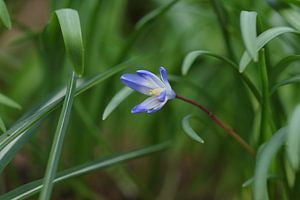 Fleur bleue dans la verdure