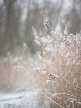 Schneebedecktes Gras von Alvin Aarnoutse