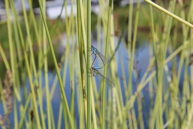 Dragonflies by Eveline Habing