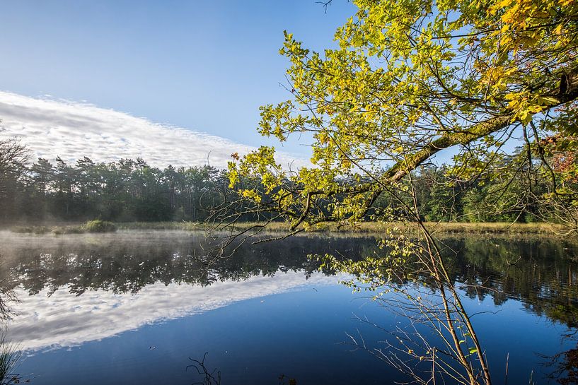 forests by Bart Liesenborgs