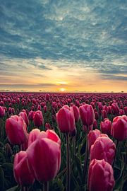 Tulipes sur Martijn Kamp