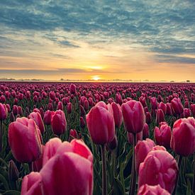 Tulpen von Martijn Kamp