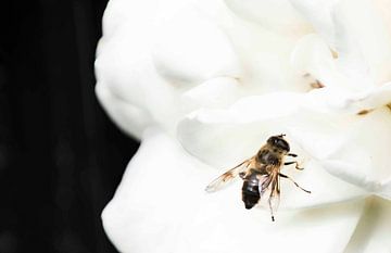 La mouche des abeilles sur une aine diligente sur hetty'sfotografie