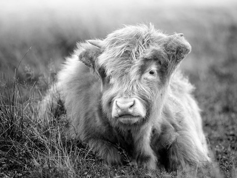 Portrait du jeune Highlander écossais par Evelien Oerlemans