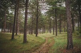 Forêt de Westenschouwen sur Nancy van Verseveld