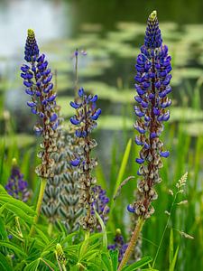 Lupin