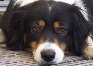 Honden houden van