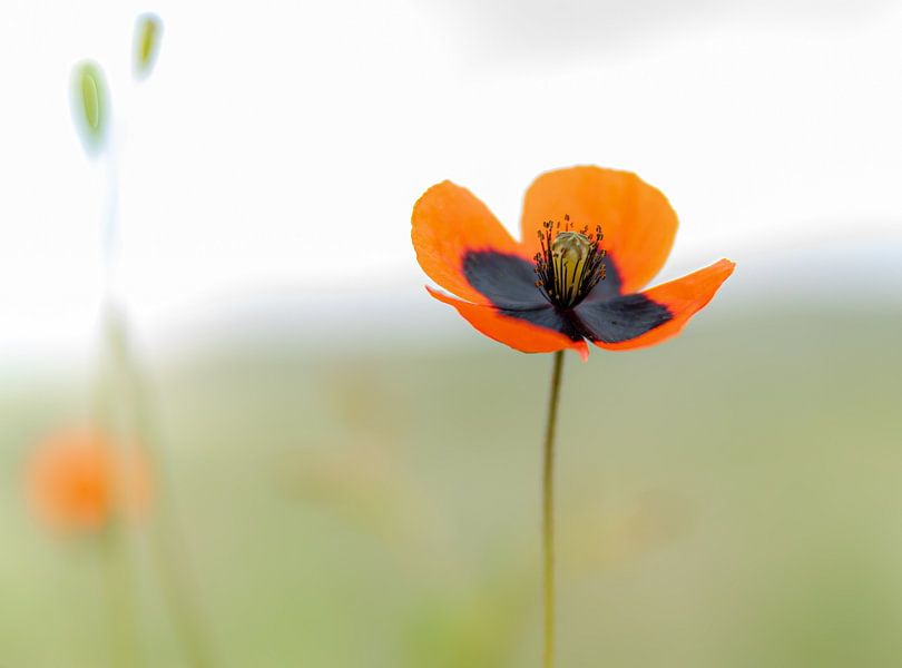 Klatschen für die Rosen von Roland's Foto's