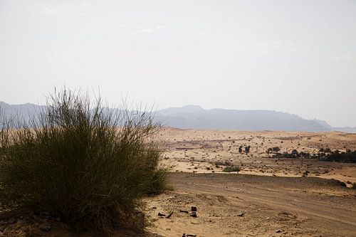 Abu Dhabi Desert