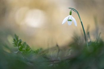 Schneeglöckchen