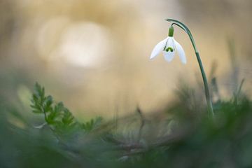 Sneeuwklokje van Patricia van Kuik