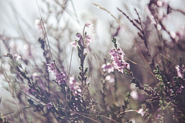 Sanfte Blüte von Kimfaesdesign
