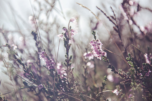 Gentle Blossom