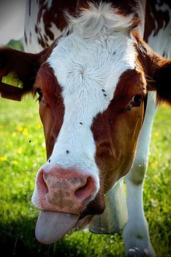 Portret van een gevlekte koe die net haar tong uitsteekt van Besa Art