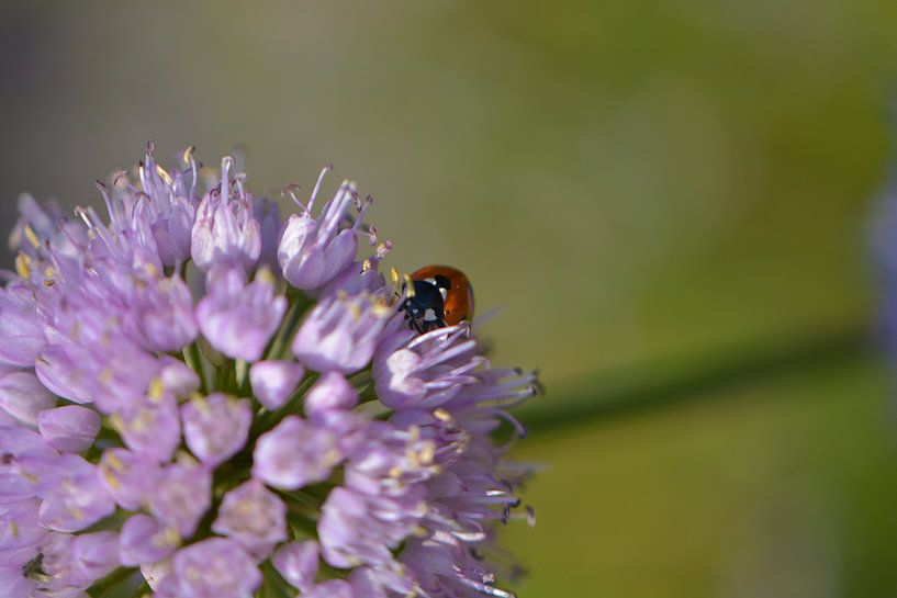 Lieveheersbeestje op een bloem von Lizet Wesselman
