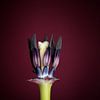 Hart van een tulp van Maren Oude Essink