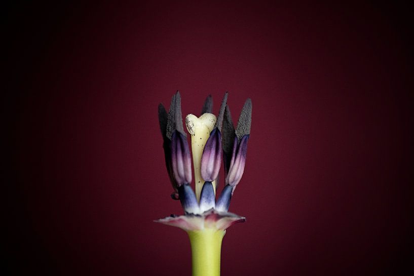Heart of a tulip by Maren Oude Essink